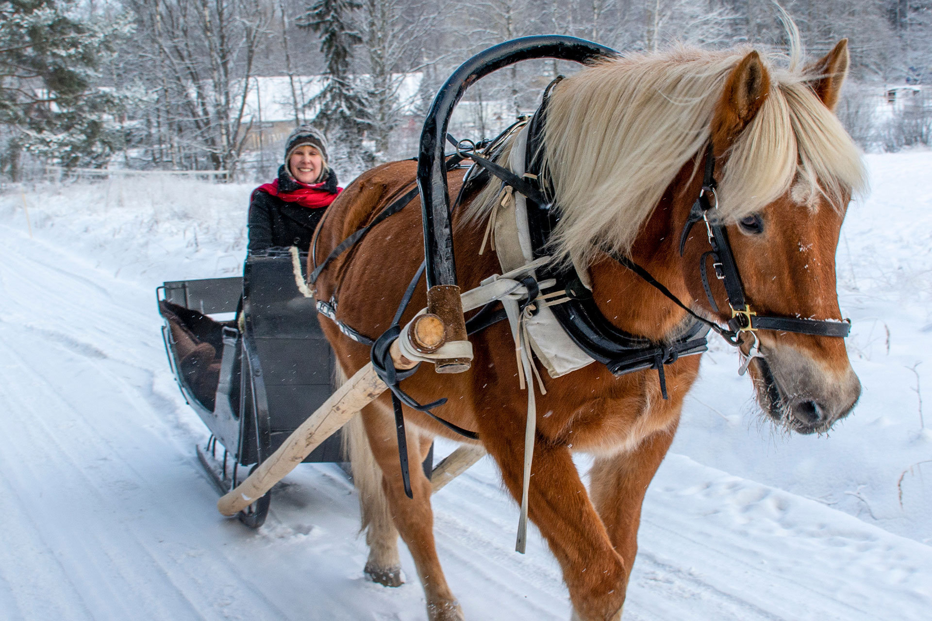 dame på kanefart gjennom Eidsvollhytta, en stor hytte til leie nær Gardermoen